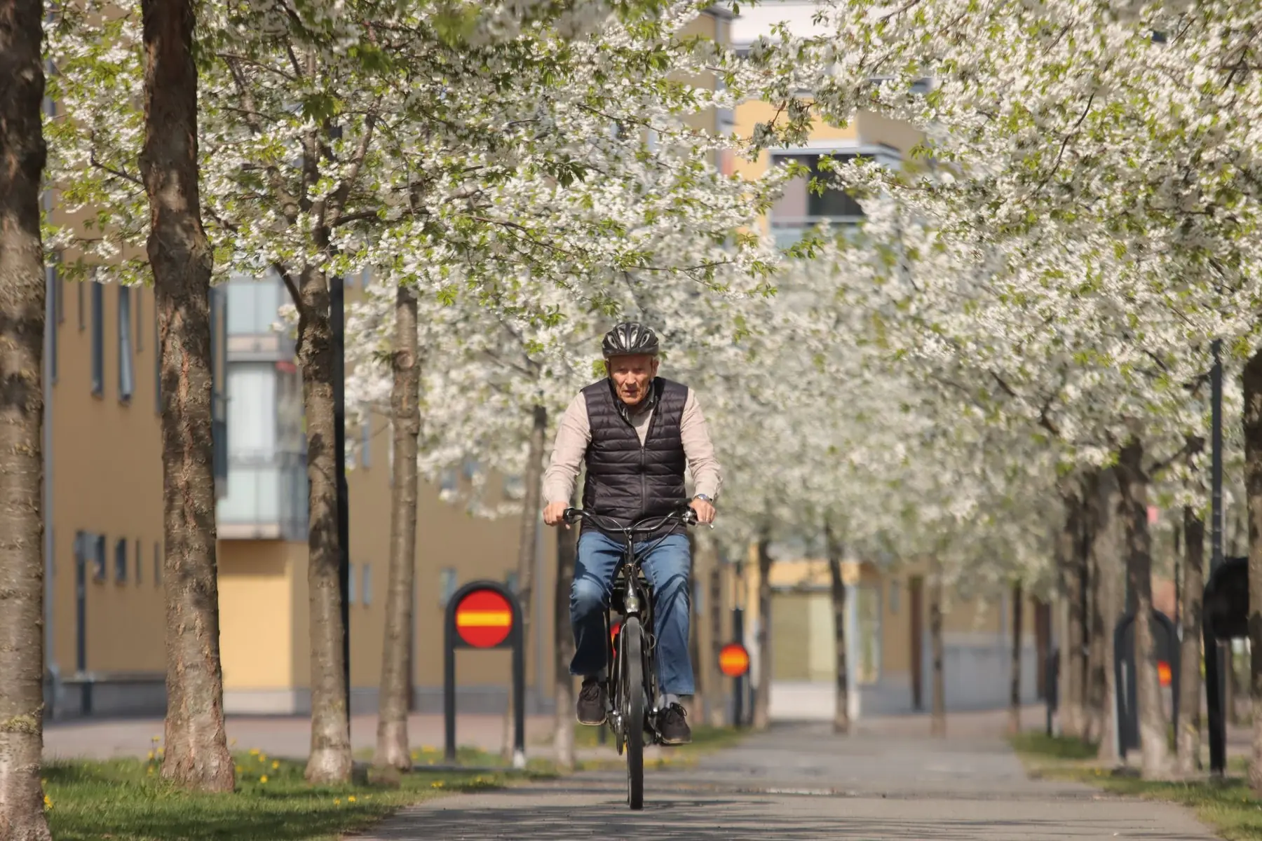 An elderly man rides his bike under blooming spring trees in a city pathway,