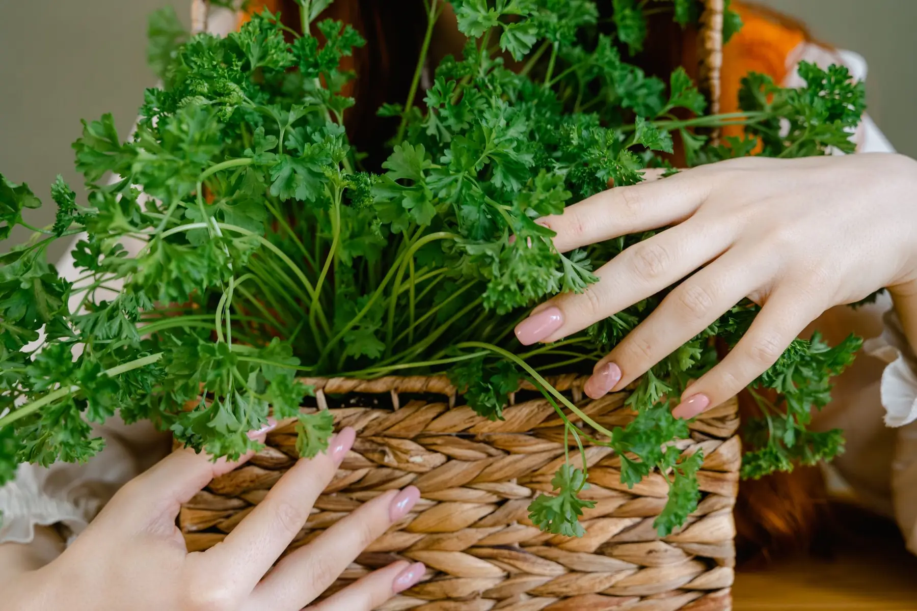Close-up of hands holding a basket filled with fresh organic parsley, emphasizing health and