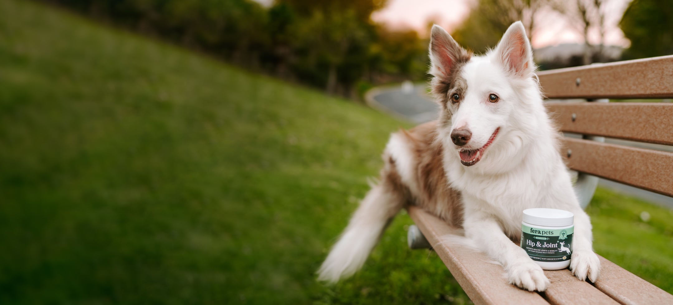 Administering organic fish oil supplement to dog