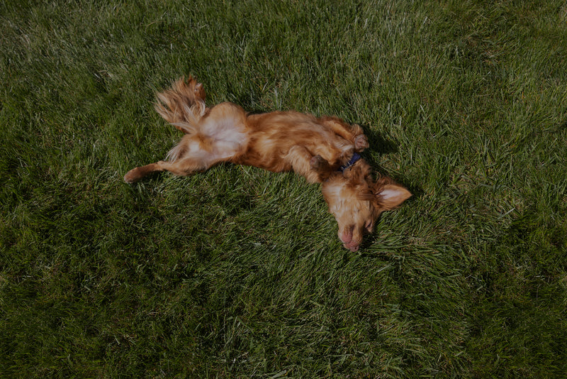 Dog Rolling Happily on Grass